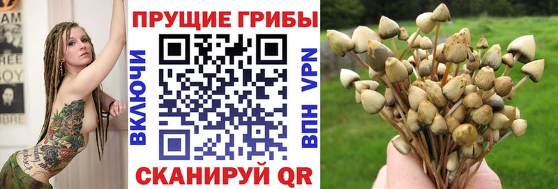 shop телеграм  Брюховецкая  Галлюциногенные грибы Cubensis  цена наркотик 
